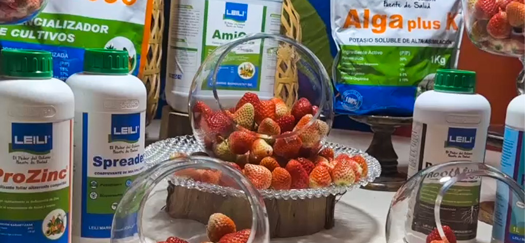 Comesa Introduce Biotecnología Leili para la Producción de Fresas